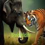 World Wildlife