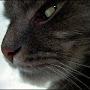 @amur4060