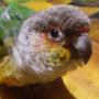 @rikkatheconure2395