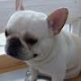 @豆豆犬-o4y