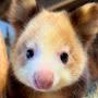 Fluffy TreeKangaroo