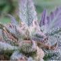 organic medical grower