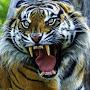 @ROK-Tiger