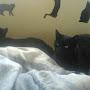 Gloria W. and 2 black cats