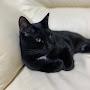 @BallscratcherCat