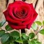 @mouhamdmouhamad2038