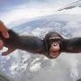 ChimpThrownOutOfAPlane