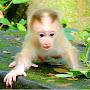 Primate Khmer