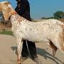 @Khanshoqeen11