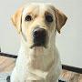 @LabradorFreyaMars