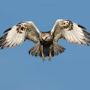 @RuitpootBuizerd