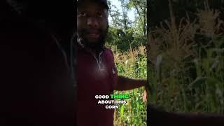 Insane Harvest  Growing Sweet Corn with Amazing Results