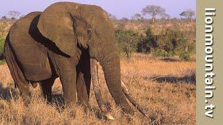 Remembering Kruger's Biggest Tusker "Duke".  #elephant #wildlife