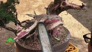 During apprenticeship of Andrei Bessonov/Making bonsai by Master Kimura  Part 2 5