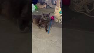 Maine Coon Ozzy..scary eyes #giantcats #mainecoon #cat #catsplay #kitten
