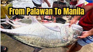 Palawan Uncovered: The Hidden World of Fish Trading in Busuanga!