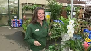 Pike Nursery houseplants
