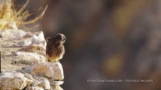 Common kestrel (Falco tinnunculus) / בז מצוי