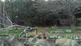 San Francisco Zoo Tiger's Tatiana