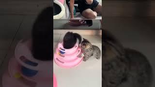 #cat #funny #happycats #catmemes #music #memes #trending #trendingshorts #new #reels