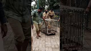 aggressive striped hyena caught by people