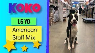 1.5 yo American Staffordshire Terrier Mix (Koko) | Best Dog Trainers in Philly | OLK9 Philadelphia