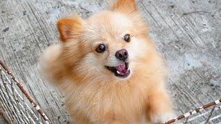 เสียงหมาเห่า ปอมๆ​ น่ารักจัง Pomeranian Dog Break Sound