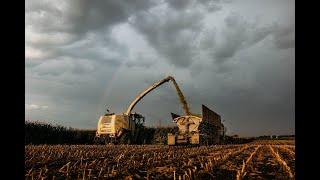 Malecha Dairy Corn Silage 2022