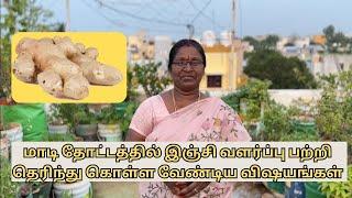 Maadi Thottam  | இஞ்சி பற்றி தெரிந்து கொள்ள வேண்டிய விஷயங்கள்  #gardentamil #garden #maadithottam