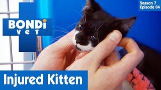  Small Kitten Is Injured | FULL EPISODE | S7E4 | Bondi Vet