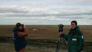 Ringelgänse beobachten auf Hallig Hooge - Ringelganstage 2021