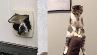 TRY NOT TO LAUGHFunny Cat & Dog Compilation V11 | FUNNYPAWS