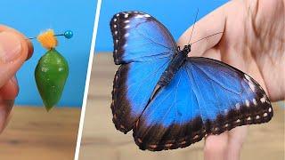 Beautiful butterflies were born from my pupae and I filmed the birth process! It is amazing!