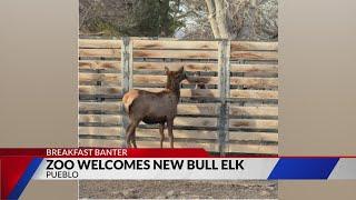 Pueblo Zoo welcomes new bull elk, needs name