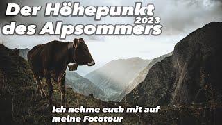 Der Höhepunkt des Alpsommers | Ich nehme euch mit auf meine Fototour