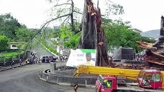 FREETOWN, SIERRA LEONE! WHAT HAPPENS TO THE FREETOWN COTTON TREE. 1ST ANNIVERSARY OF THE FALLEN TREE