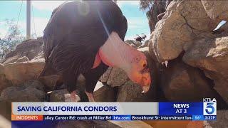 The amazing comeback story of the California condor