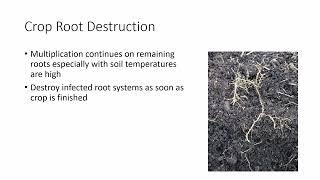 How to Manage Plant Nematode?