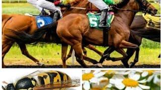 Pronostic quinté du 28.5.2025 STRASBOURG Plat 3000 m CD R1C4 12h55m