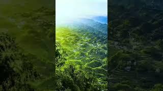 #natural forests #mountain green place video