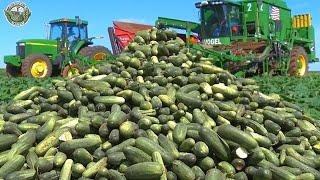 1.6 Billion Pounds Of Cucumbers Are Harvested To Produce Pickles This Way | Agriculture Technology