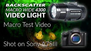 Backscatter Macro Wide Video Light MW-4300 | Underwater Macro Test Footage | Lembeh