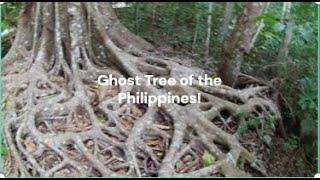 The Balate Tree & the Supernatural Ghost Tree of the Philippines!