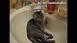 Funny cats in water full movie  2013