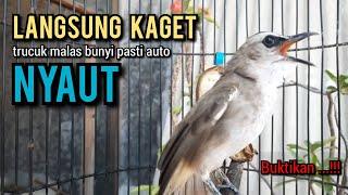 trucukan gacor ROPEL PANJANG buat pancingan trucukan agar bunyi jadikan burung trucuk gacor NYAUT