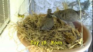 Mourning Dove Nest Cam Part 5