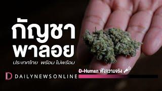 กัญชาพาลอย | D-Human ฟังความจริง | DailynewsOnline EP:14