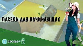 Пасека для начинающих