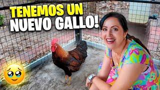 Ahora Son 3 Gallos en La Finquita Bonita  Sandra Cires Vlog