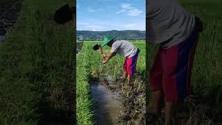 ini namanya MINGGIRI sawah bolo #shorts